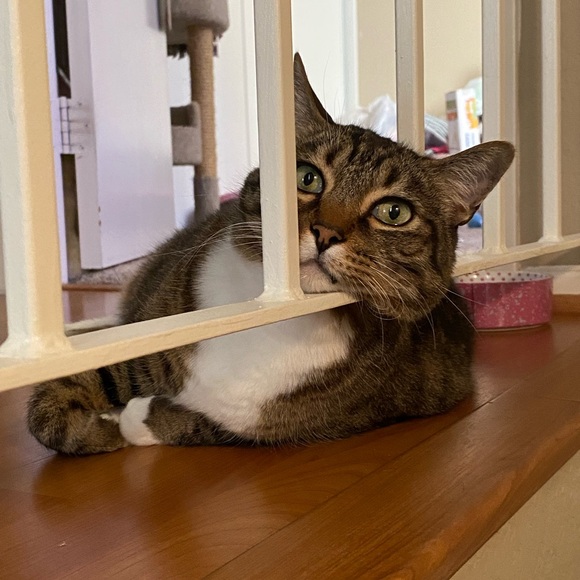 Meet the Posher🌸🫶🏼🌼 - Picture 9 of 16